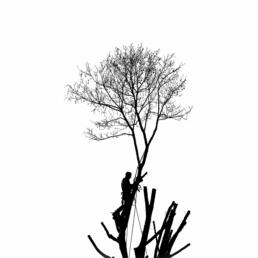 Silhouette of a person using climbing ropes to trim a tall, leafless tree against a white background.