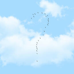 A flock of birds flying in formation that resembles a large question mark against a bright blue sky with soft white clouds.