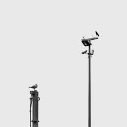 A black-and-white photograph of two birds perched on separate poles; one sits near a cluster of surveillance cameras, highlighting a contrast between nature and technology.
