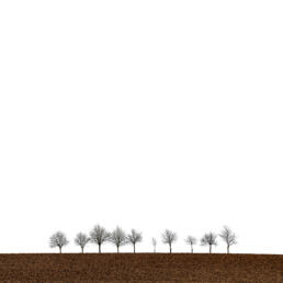 A minimalist landscape featuring a flat brown field with a row of ten bare trees evenly spaced against a stark white sky.