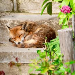 A red fox curled up and sleeping peacefully on a stone garden stairway, surrounded by green foliage and a blooming pink flower.