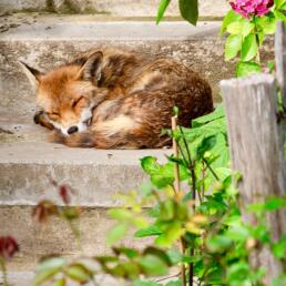 A red fox curled up and sleeping peacefully on a stone garden stairway, surrounded by green foliage and a blooming pink flower.